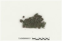 藏品(狹葉中美苔)的圖片